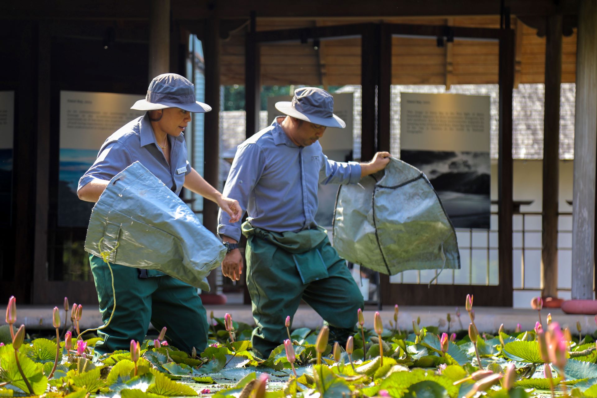 Two people in protective clothing wade through a leafy pond